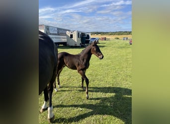 Holstein, Stallion, 1 year, 9,2 hh, Brown