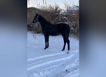 Holstein, Stallion, 1 year, Bay-Dark