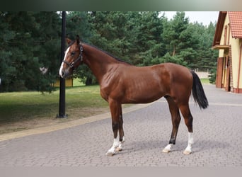 Holstein, Stallion, 1 year, Bay