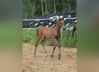 Holstein, Stallion, 1 year, Brown