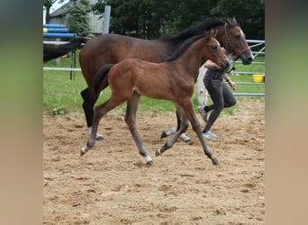 Holstein, Stallion, 1 year, Brown