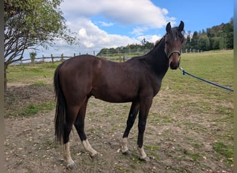 Holstein, Stallion, 1 year, Brown
