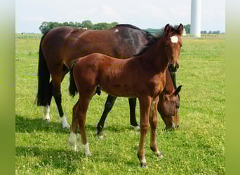 Holstein, Stallion, 1 year, Brown