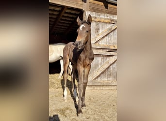 Holstein, Stallion, 1 year, Brown