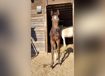 Holstein, Stallion, 1 year, Brown