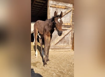 Holstein, Stallion, 1 year, Brown