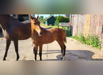 Holstein, Stallion, 1 year, Brown