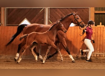 Holstein, Stallion, 1 year, Brown