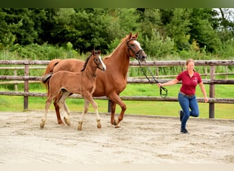 Holstein, Stallion, 1 year, Brown