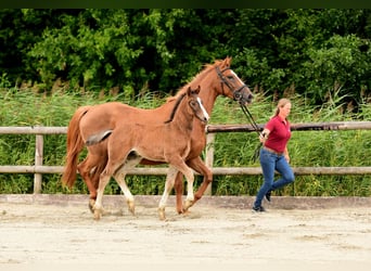 Holstein, Stallion, 1 year, Brown