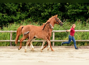 Holstein, Stallion, 1 year, Brown