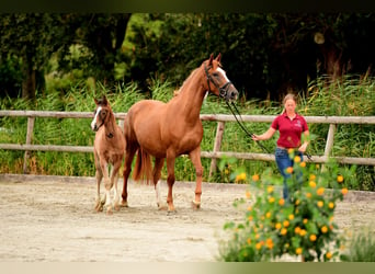 Holstein, Stallion, 1 year, Brown