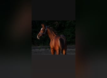 Holstein, Stallion, 1 year, Brown