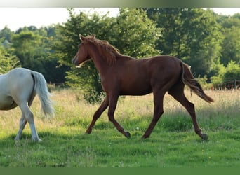 Holstein, Stallion, 1 year, Chestnut-Red