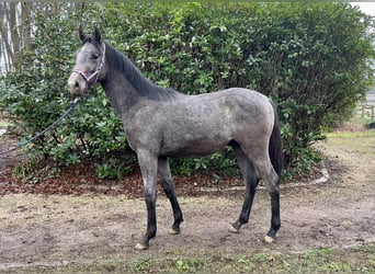 Holstein, Stallion, 1 year, Gray-Blue-Tan