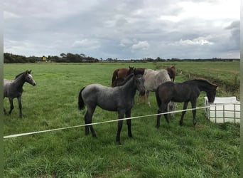 Holstein, Stallion, 1 year, Gray