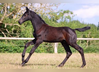 Holstein, Stallion, 1 year, Gray