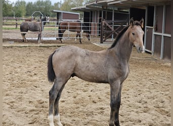 Holstein, Stallion, 1 year, Grey