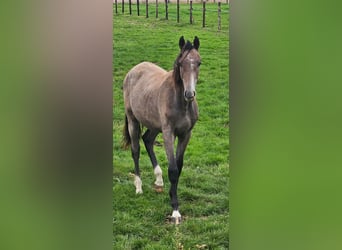 Holstein, Stallion, 1 year, Grey