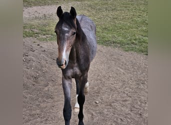 Holstein, Stallion, 1 year, Grey
