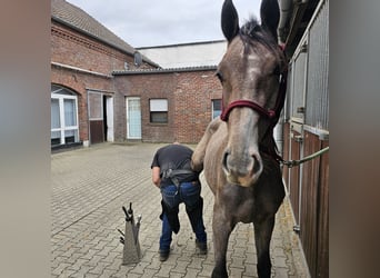 Holstein, Stallion, 1 year, Grey