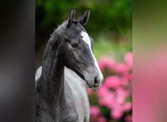 Holstein, Stallion, 1 year
