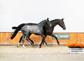 Holstein, Stallion, 1 year