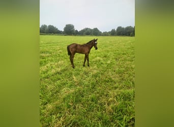 Holstein, Stallion, 1 year, Smoky-Black