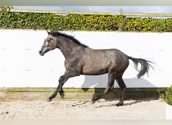 Holstein, Stallion, 2 years, 15.1 hh, Grey