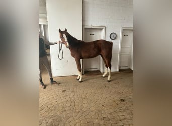Holstein, Stallion, 2 years, 15 hh, Chestnut-Red