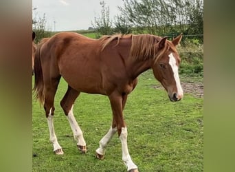 Holstein, Stallion, 2 years, 15 hh, Chestnut-Red