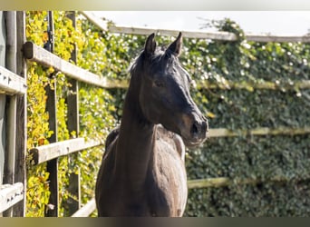 Holstein, Stallion, 2 years, 15,1 hh, Bay-Dark