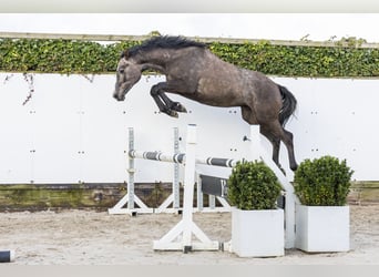 Holstein, Stallion, 2 years, 15,1 hh, Grey