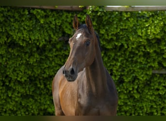 Holstein, Stallion, 2 years, 15,2 hh, Bay-Dark