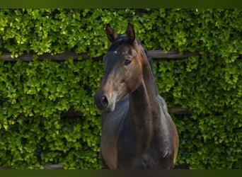 Holstein, Stallion, 2 years, 15,3 hh, Bay-Dark