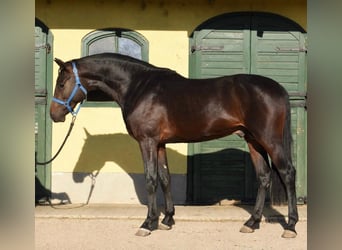 Holstein, Stallion, 2 years, 16.1 hh, Bay-Dark