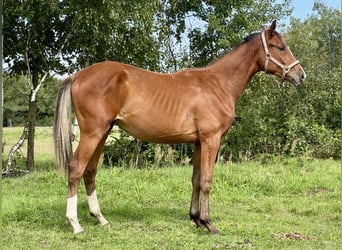 Holstein, Stallion, 2 years, 16.1 hh, Brown