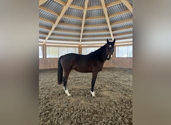 Holstein, Stallion, 2 years, 16.1 hh, Brown