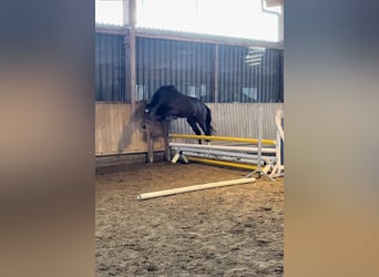 Holstein, Stallion, 2 years, 16.1 hh, Brown