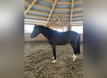 Holstein, Stallion, 2 years, 16.1 hh, Brown