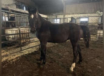Holstein, Stallion, 2 years, 16.2 hh, Brown