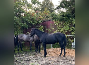 Holstein, Stallion, 2 years, 16.2 hh, Grey
