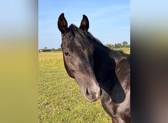 Holstein, Stallion, 2 years, 16.2 hh, Grey