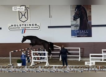 Holstein, Stallion, 2 years, 16.2 hh, Smoky-Black