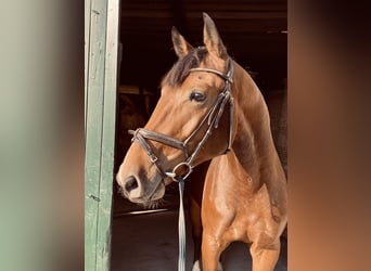 Holstein, Stallion, 2 years, 16,3 hh, Brown