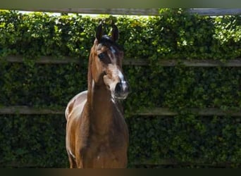Holstein, Stallion, 2 years, 16 hh, Brown