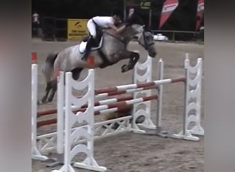 Holstein, Stallion, 2 years, 16 hh, Grey