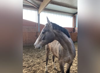 Holstein, Stallion, 2 years, 16 hh, Grey