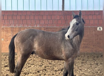 Holstein, Stallion, 2 years, 16 hh, Grey
