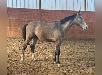 Holstein, Stallion, 2 years, 16 hh, Grey